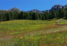 Alpine pastures in Val Casies